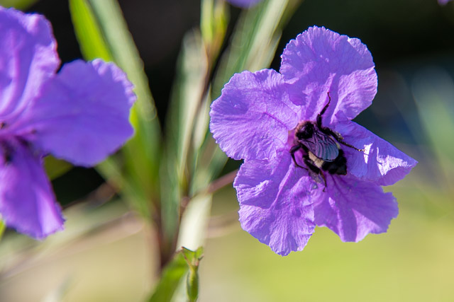 Busy Bumble Bee | Sabela Images Photography