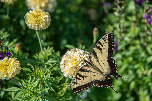 Friendly Butterfly | Sabela Images Photography