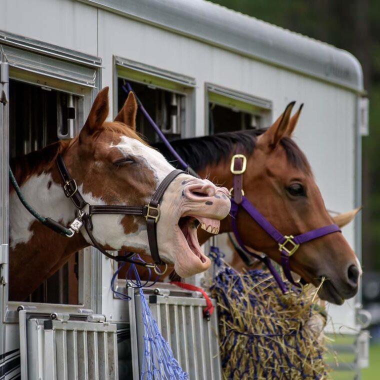 photo by Sabela Images Photography at Hillcrest Farms Mocksville