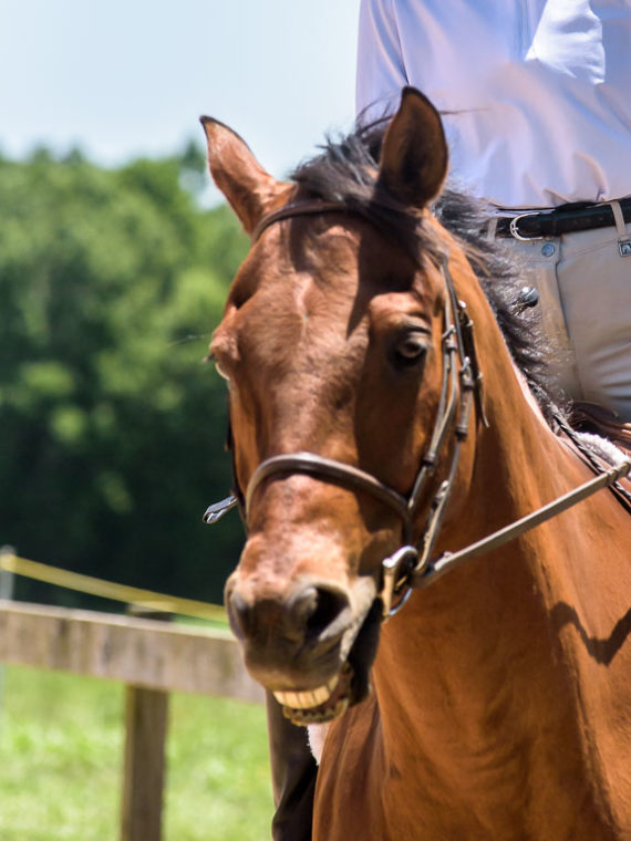 Thoroughbred Training Center | Sabela Images Photography