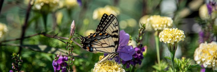 Friendly Butterfly | Sabela Images Photography