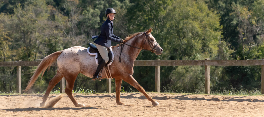 Hunter Show TTC Mocksville NC | Photographer - Duncan Moody | Sabela Images Photography