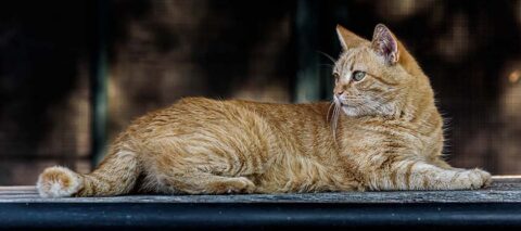 A vigilant but relaxed cat on a railing.
