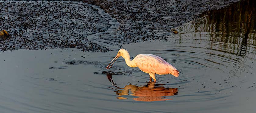 Roseate Spoonbill foraging.