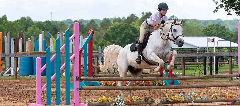 A rider clearing a fence at a Thoroughbred Training Center Jumper Show.