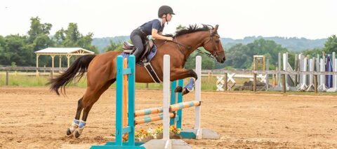 Jumper Show at Thoroughbred Training Center (TTC)
